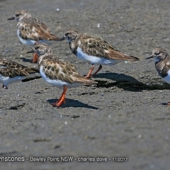 Arenaria interpres at Murramarang Aboriginal Area - 26 Nov 2017 12:00 AM