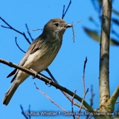 Pachycephala rufiventris (Rufous Whistler) at Meroo National Park - 28 Nov 2017 by CharlesDove