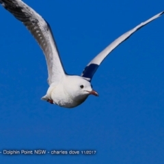 Chroicocephalus novaehollandiae (Silver Gull) at Dolphin Point, NSW - 30 Nov 2017 by CharlesDove