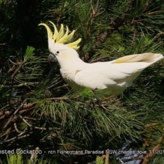 Cacatua galerita (Sulphur-crested Cockatoo) at Undefined - 23 Nov 2017 by Charles Dove