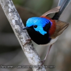 Malurus lamberti (Variegated Fairywren) at Undefined - 28 Nov 2017 by Charles Dove