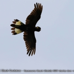 Zanda funerea (Yellow-tailed Black-Cockatoo) at Undefined - 25 Nov 2017 by Charles Dove