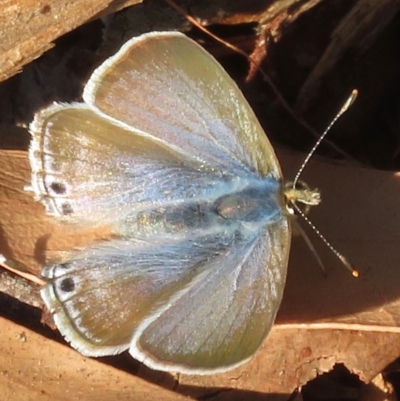 Lampides boeticus (Long-tailed Pea-blue) at ANBG - 24 May 2018 by RobParnell