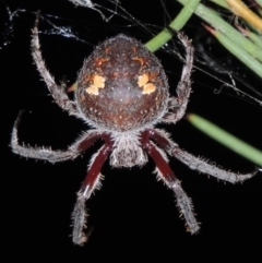 Hortophora transmarina (Garden Orb Weaver) at Bonython, ACT - 7 Mar 2015 by michaelb