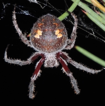 Hortophora transmarina (Garden Orb Weaver) at Bonython, ACT - 7 Mar 2015 by michaelb