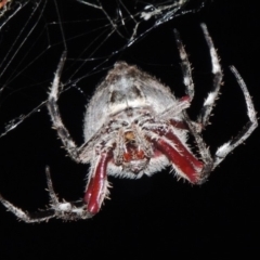 Hortophora transmarina at Bonython, ACT - 7 Mar 2015