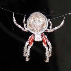 Hortophora transmarina (Garden Orb Weaver) at Stranger Pond - 15 Apr 2015 by michaelb