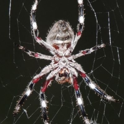 Hortophora transmarina (Garden Orb Weaver) at Pollinator-friendly garden Conder - 3 Mar 2015 by michaelb