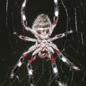 Hortophora transmarina at Conder, ACT - 3 Mar 2015