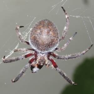 Hortophora transmarina at Conder, ACT - 3 Mar 2015