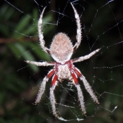 Hortophora transmarina at Conder, ACT - 3 Mar 2015