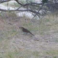 Zoothera lunulata (Bassian Thrush) at Eden, NSW - 26 May 2018 by Angel