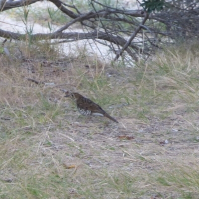 Zoothera lunulata (Bassian Thrush) at Eden, NSW - 26 May 2018 by Angel