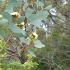 Phylidonyris pyrrhopterus (Crescent Honeyeater) at Eden, NSW - 14 May 2018 by Angel