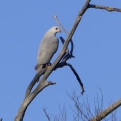 Tachyspiza novaehollandiae (Grey Goshawk) at Eden, NSW - 26 May 2018 by Angel