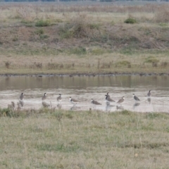 Vanellus miles (Masked Lapwing) at Fyshwick, ACT - 9 May 2018 by MichaelBedingfield