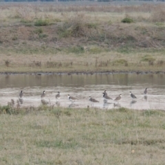 Vanellus miles (Masked Lapwing) at Fyshwick, ACT - 8 May 2018 by michaelb