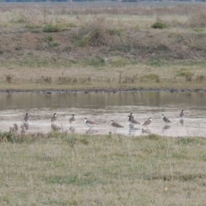 Vanellus miles at Fyshwick, ACT - 9 May 2018 12:00 AM