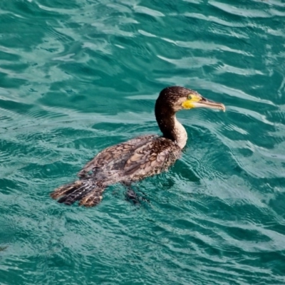 Phalacrocorax carbo (Great Cormorant) at Tathra, NSW - 16 May 2018 by RossMannell