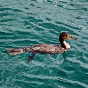 Phalacrocorax carbo at Tathra, NSW - 16 May 2018