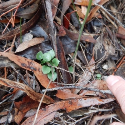 Speculantha rubescens (Blushing Tiny Greenhood) at Mount Painter - 12 May 2018 by CathB