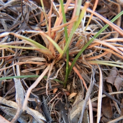 Diuris sp. (hybrid) (Hybrid Donkey Orchid) at Mount Painter - 24 May 2018 by CathB