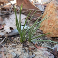 Diuris chryseopsis (Golden Moth) at Mount Painter - 24 May 2018 by CathB