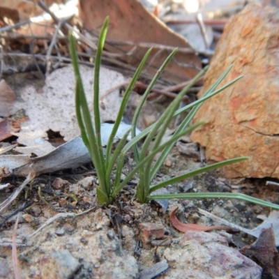 Diuris chryseopsis (Golden Moth) at Mount Painter - 24 May 2018 by CathB