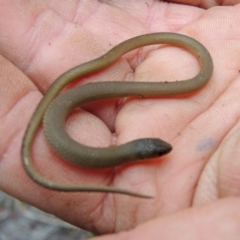 Delma inornata (Olive Legless-lizard) at Pine Island to Point Hut - 25 May 2018 by Philip