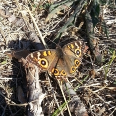 Junonia villida (Meadow Argus) at Kambah, ACT - 27 May 2018 by MatthewFrawley