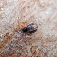 Euryopis umbilicata (Striped tick spider) at Mount Painter - 24 May 2018 by CathB