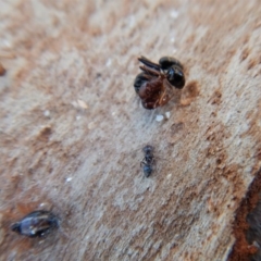 Euryopis umbilicata at Belconnen, ACT - 24 May 2018 04:20 PM