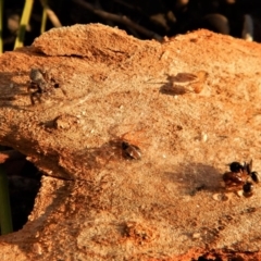 Euryopis umbilicata at Belconnen, ACT - 24 May 2018