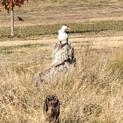 Microcarbo melanoleucos (Little Pied Cormorant) at Phillip, ACT - 27 May 2018 by JackyF