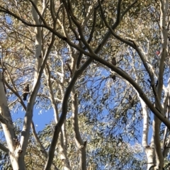 Callocephalon fimbriatum (Gang-gang Cockatoo) at Phillip, ACT - 27 May 2018 by JackyF