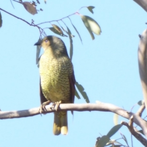 Ptilonorhynchus violaceus at Deakin, ACT - 26 May 2018 12:01 PM