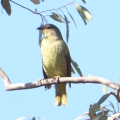 Ptilonorhynchus violaceus at Deakin, ACT - 26 May 2018 12:01 PM