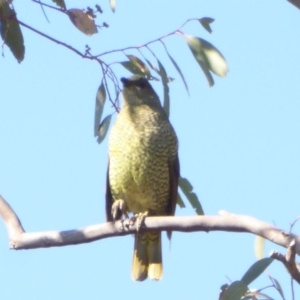 Ptilonorhynchus violaceus at Deakin, ACT - 26 May 2018 12:01 PM