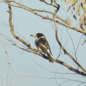 Cracticus torquatus at Deakin, ACT - 19 May 2018