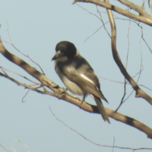 Cracticus torquatus at Deakin, ACT - 19 May 2018