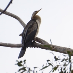 Anhinga novaehollandiae (Australasian Darter) at Hughes, ACT - 27 May 2018 by JackyF