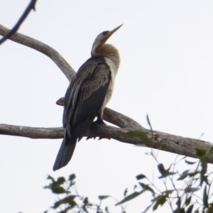 Anhinga novaehollandiae at Hughes, ACT - 27 May 2018 02:09 PM