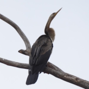 Anhinga novaehollandiae at Hughes, ACT - 27 May 2018