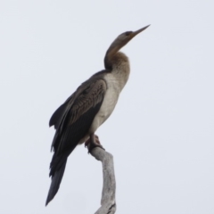 Anhinga novaehollandiae at Hughes, ACT - 27 May 2018 02:09 PM