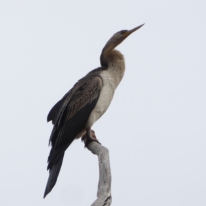 Anhinga novaehollandiae at Hughes, ACT - 27 May 2018 02:09 PM