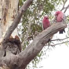 Eolophus roseicapilla (Galah) at Hughes, ACT - 27 May 2018 by JackyF