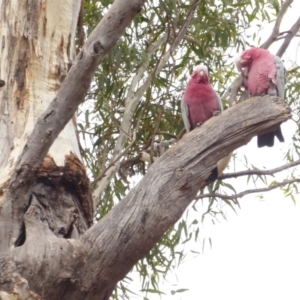 Eolophus roseicapilla at Hughes, ACT - 27 May 2018