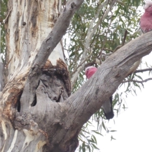 Eolophus roseicapilla at Hughes, ACT - 27 May 2018