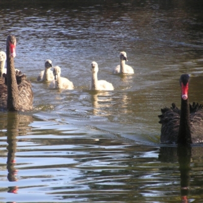 Cygnus atratus (Black Swan) at Gordon, ACT - 26 May 2018 by MatthewFrawley