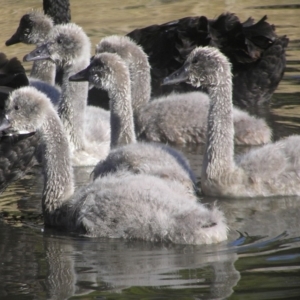 Cygnus atratus at Gordon, ACT - 26 May 2018